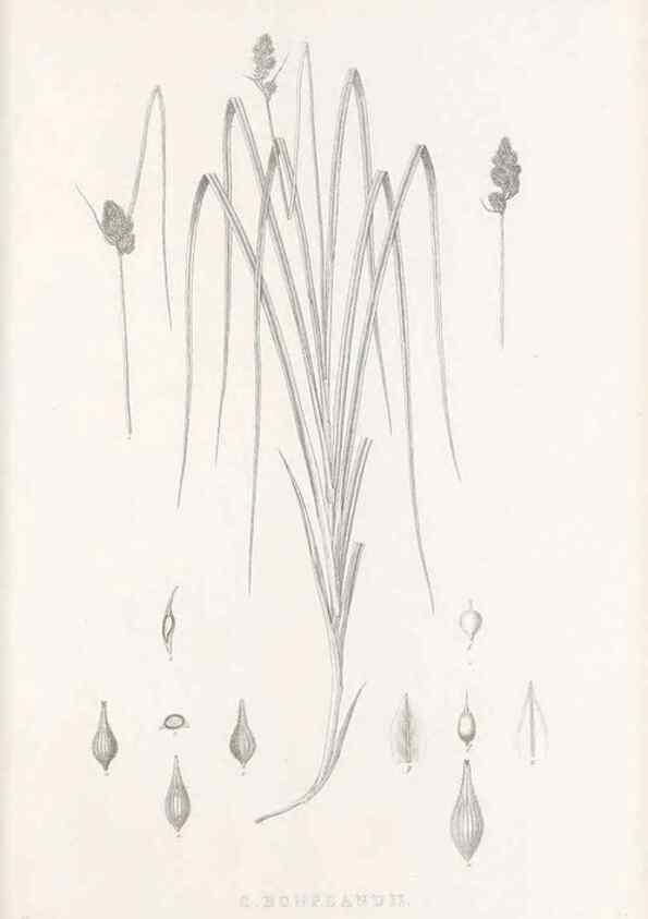 Reproducción/Reproduction 48683154266: Illustrations of the genus Carex. London :William Pamplin,1858-1867.. 