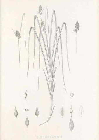 Reproducción/Reproduction 48683154266: Illustrations of the genus Carex. London :William Pamplin,1858-1867.. 