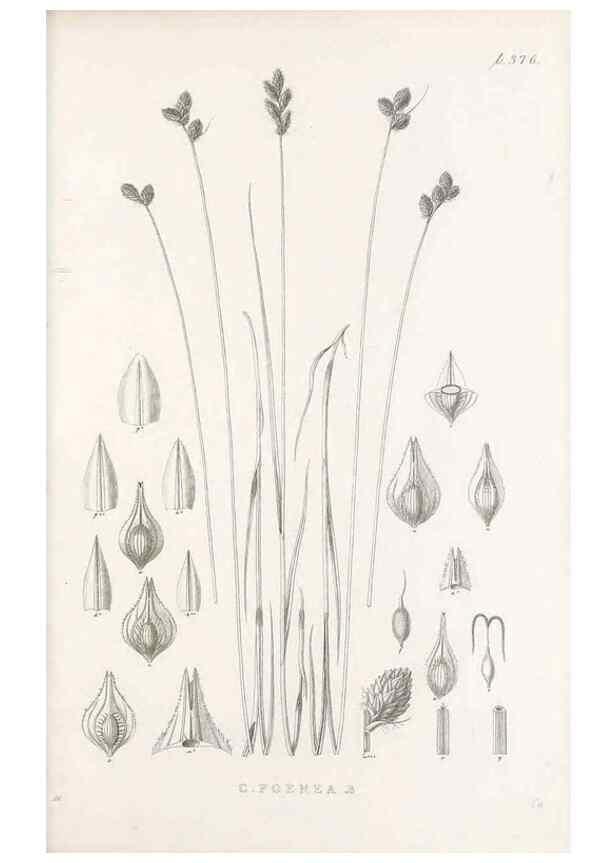 Reproducción/Reproduction 48682819958: Illustrations of the genus Carex. London :William Pamplin,1858-1867.. 