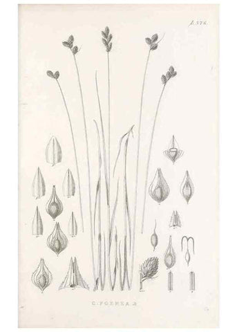 Reproducción/Reproduction 48682819958: Illustrations of the genus Carex. London :William Pamplin,1858-1867.. 