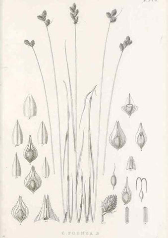 Reproducción/Reproduction 48682819958: Illustrations of the genus Carex. London :William Pamplin,1858-1867.. 