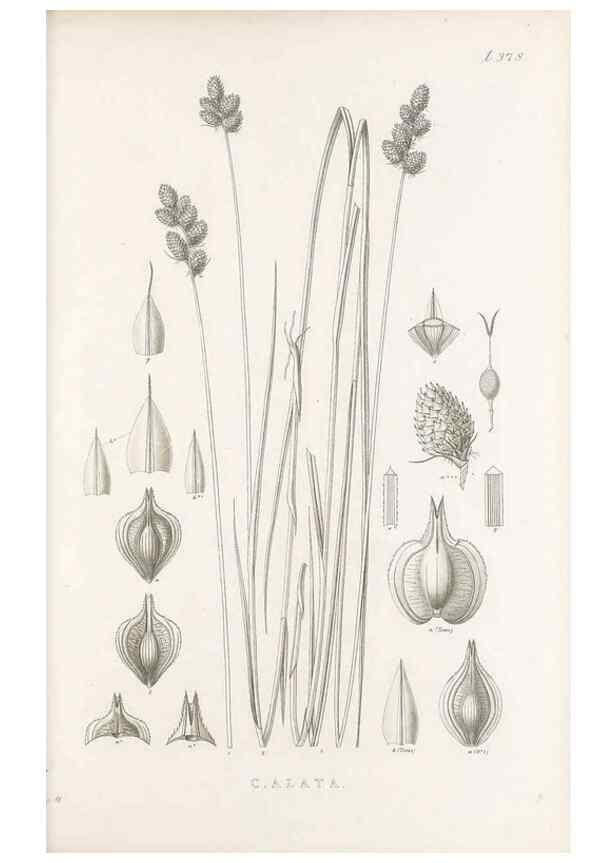 Reproducción/Reproduction 48682820473: Illustrations of the genus Carex. London :William Pamplin,1858-1867.. 
