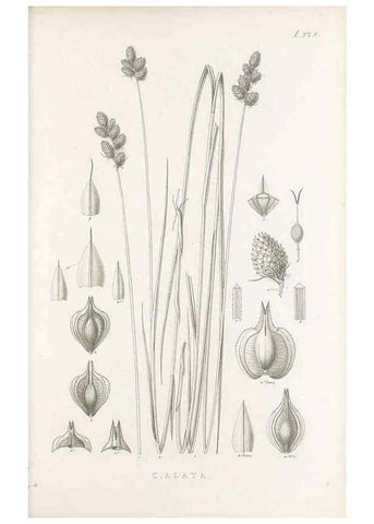 Reproducción/Reproduction 48682820473: Illustrations of the genus Carex. London :William Pamplin,1858-1867.. 