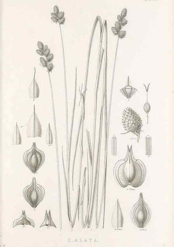 Reproducción/Reproduction 48682820473: Illustrations of the genus Carex. London :William Pamplin,1858-1867.. 