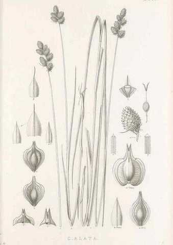Reproducción/Reproduction 48682820473: Illustrations of the genus Carex. London :William Pamplin,1858-1867.. 
