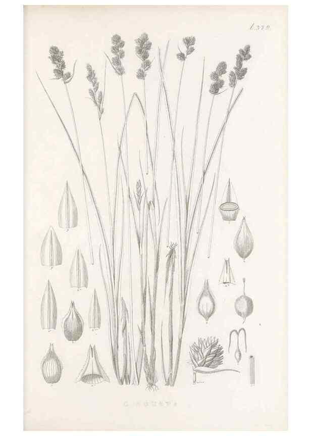 Reproducción/Reproduction 48682820683: Illustrations of the genus Carex. London :William Pamplin,1858-1867.. 