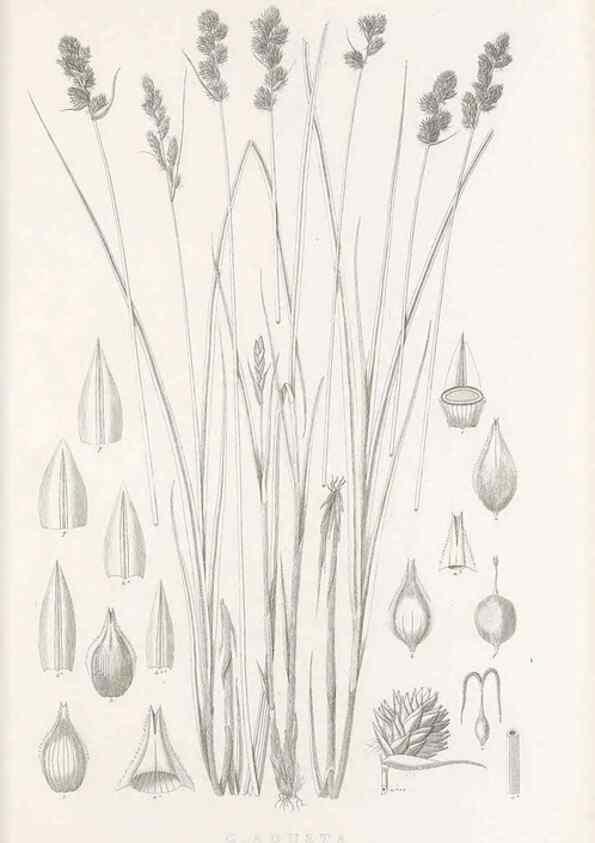 Reproducción/Reproduction 48682820683: Illustrations of the genus Carex. London :William Pamplin,1858-1867.. 