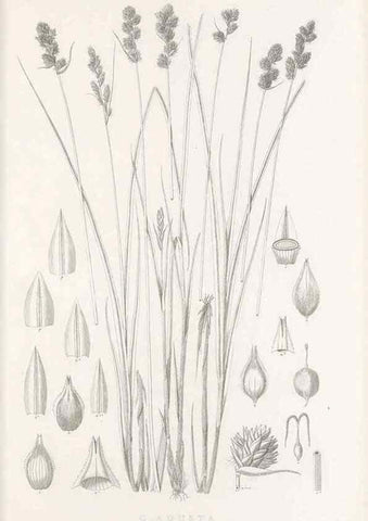 Reproducción/Reproduction 48682820683: Illustrations of the genus Carex. London :William Pamplin,1858-1867.. 