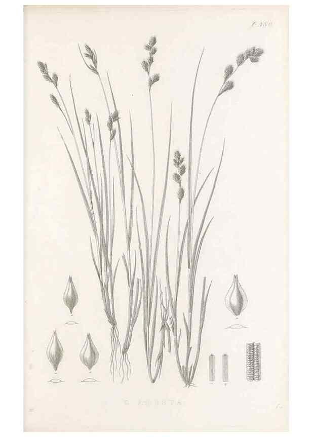 Reproducción/Reproduction 48683158566: Illustrations of the genus Carex. London :William Pamplin,1858-1867.. 