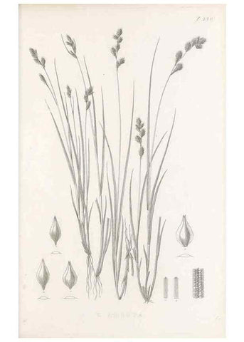 Reproducción/Reproduction 48683158566: Illustrations of the genus Carex. London :William Pamplin,1858-1867.. 