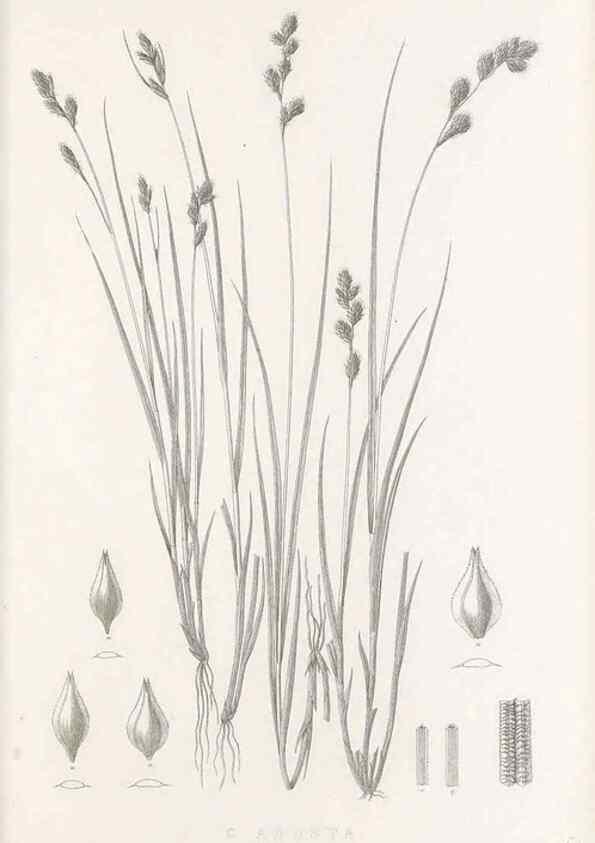 Reproducción/Reproduction 48683158566: Illustrations of the genus Carex. London :William Pamplin,1858-1867.. 