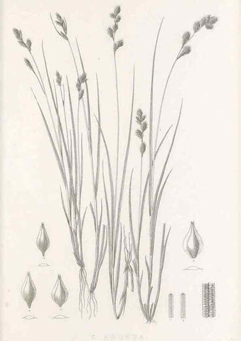 Reproducción/Reproduction 48683158566: Illustrations of the genus Carex. London :William Pamplin,1858-1867.. 