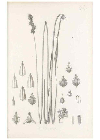 Reproducción/Reproduction 48683335347: Illustrations of the genus Carex. London :William Pamplin,1858-1867.. 