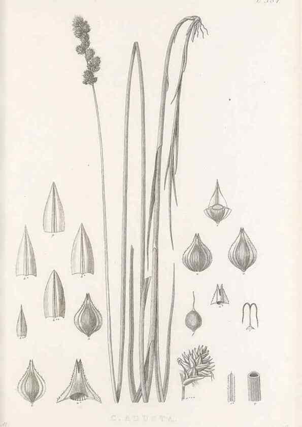 Reproducción/Reproduction 48683335347: Illustrations of the genus Carex. London :William Pamplin,1858-1867.. 