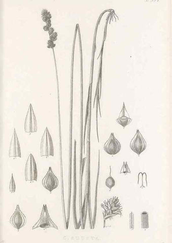 Reproducción/Reproduction 48683335347: Illustrations of the genus Carex. London :William Pamplin,1858-1867.. 