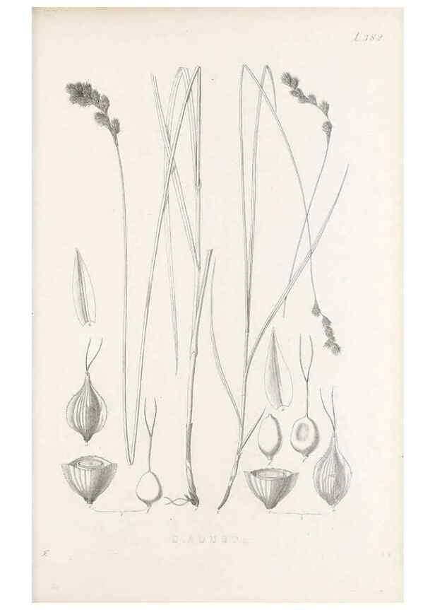 Reproducción/Reproduction 48682821458: Illustrations of the genus Carex. London :William Pamplin,1858-1867.. 