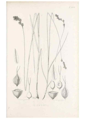 Reproducción/Reproduction 48682821458: Illustrations of the genus Carex. London :William Pamplin,1858-1867.. 
