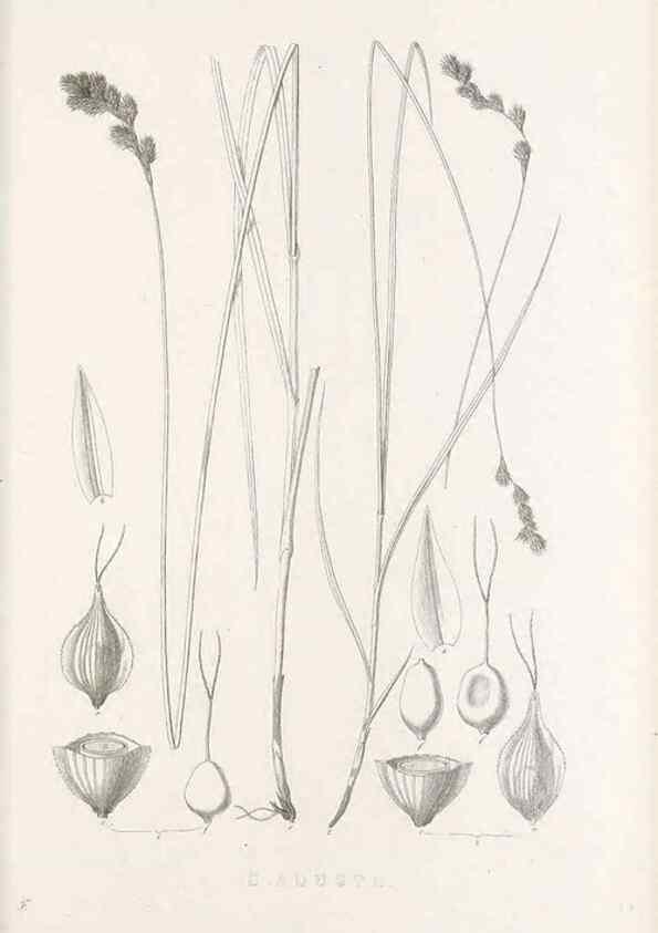 Reproducción/Reproduction 48682821458: Illustrations of the genus Carex. London :William Pamplin,1858-1867.. 