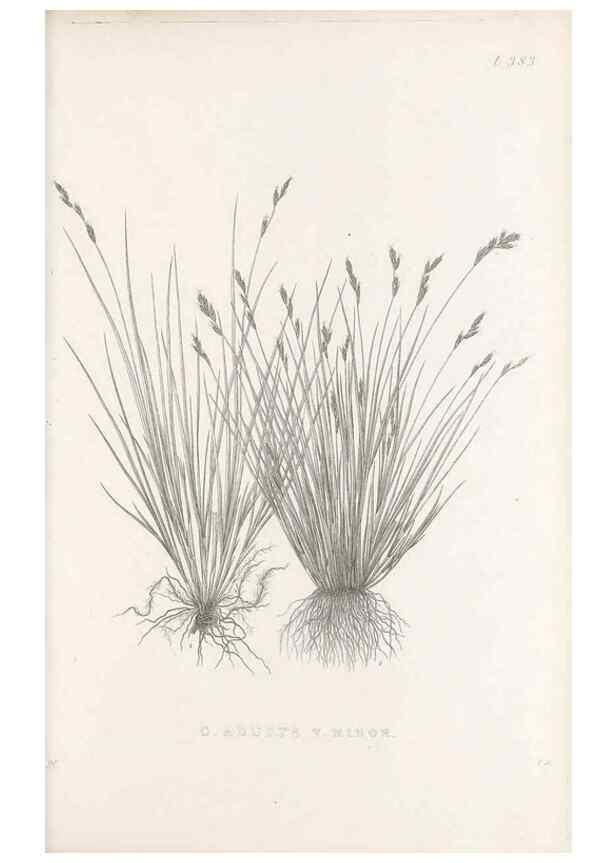 Reproducción/Reproduction 48683159341: Illustrations of the genus Carex. London :William Pamplin,1858-1867.. 
