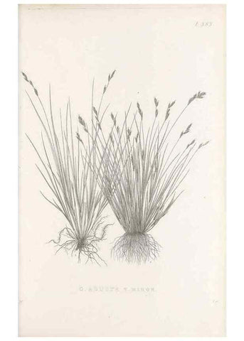 Reproducción/Reproduction 48683159341: Illustrations of the genus Carex. London :William Pamplin,1858-1867.. 