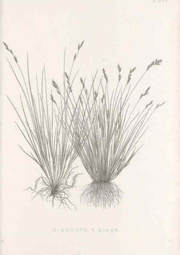 Reproducción/Reproduction 48683159341: Illustrations of the genus Carex. London :William Pamplin,1858-1867.. 