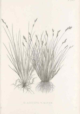 Reproducción/Reproduction 48683159341: Illustrations of the genus Carex. London :William Pamplin,1858-1867.. 