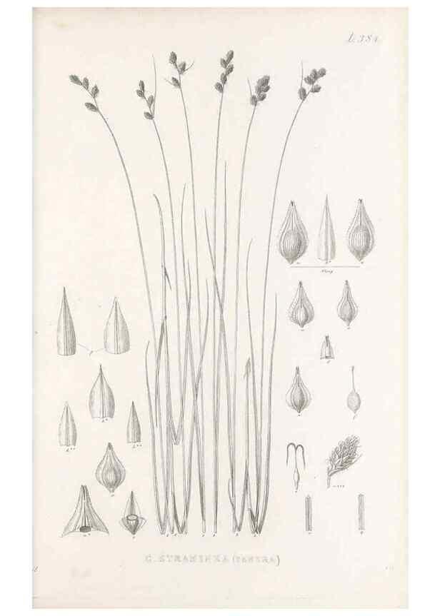 Reproducción/Reproduction 48683159591: Illustrations of the genus Carex. London :William Pamplin,1858-1867.. 