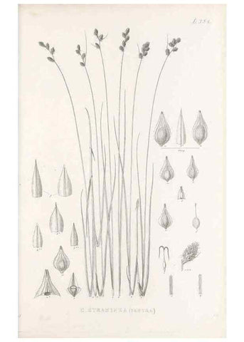 Reproducción/Reproduction 48683159591: Illustrations of the genus Carex. London :William Pamplin,1858-1867.. 