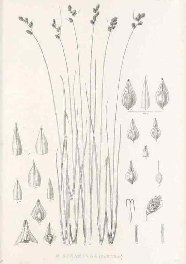 Reproducción/Reproduction 48683159591: Illustrations of the genus Carex. London :William Pamplin,1858-1867.. 