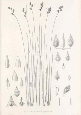 Reproducción/Reproduction 48683159591: Illustrations of the genus Carex. London :William Pamplin,1858-1867.. 