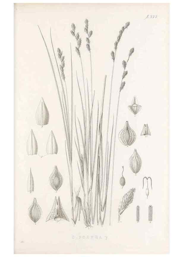 Reproducción/Reproduction 48682820188: Illustrations of the genus Carex. London :William Pamplin,1858-1867.. 