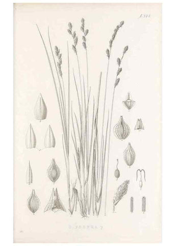 Reproducción/Reproduction 48682820188: Illustrations of the genus Carex. London :William Pamplin,1858-1867.. 