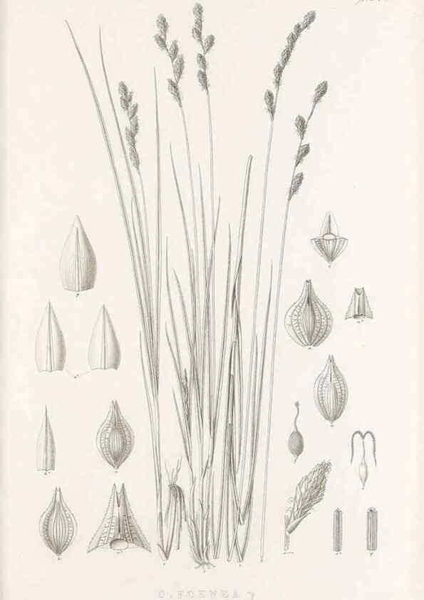 Reproducción/Reproduction 48682820188: Illustrations of the genus Carex. London :William Pamplin,1858-1867.. 