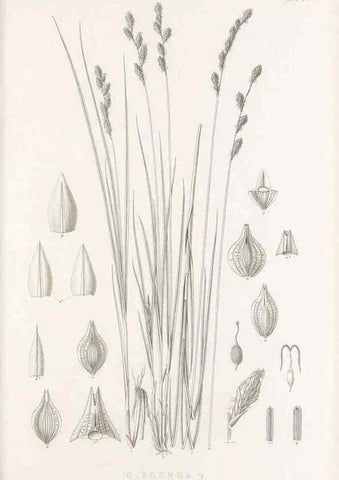 Reproducción/Reproduction 48682820188: Illustrations of the genus Carex. London :William Pamplin,1858-1867.. 