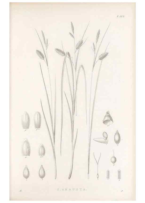 Reproducción/Reproduction 48683100142: Illustrations of the genus Carex. London :William Pamplin,1858-1867.. 