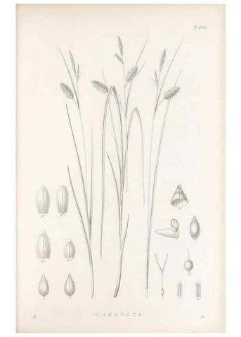 Reproducción/Reproduction 48683100142: Illustrations of the genus Carex. London :William Pamplin,1858-1867.. 