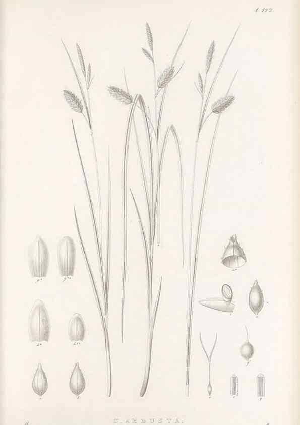 Reproducción/Reproduction 48683100142: Illustrations of the genus Carex. London :William Pamplin,1858-1867.. 