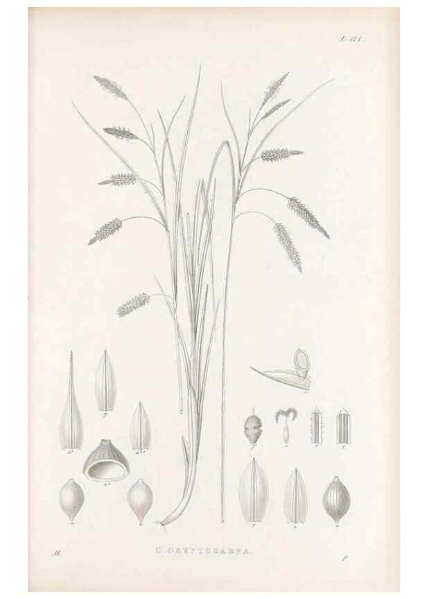 Reproducción/Reproduction 48682584708: Illustrations of the genus Carex. London :William Pamplin,1858-1867.. 