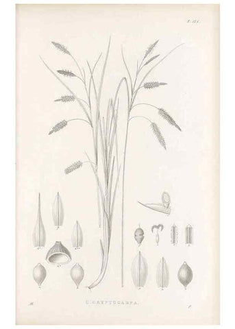 Reproducción/Reproduction 48682584708: Illustrations of the genus Carex. London :William Pamplin,1858-1867.. 