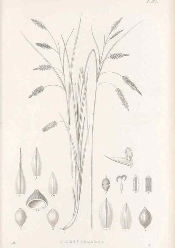 Reproducción/Reproduction 48682584708: Illustrations of the genus Carex. London :William Pamplin,1858-1867.. 