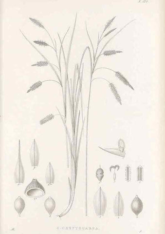 Reproducción/Reproduction 48682584708: Illustrations of the genus Carex. London :William Pamplin,1858-1867.. 