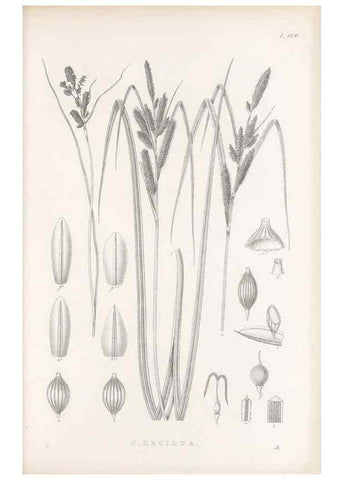 Reproducción/Reproduction 48682925106: Illustrations of the genus Carex. London :William Pamplin,1858-1867.. 