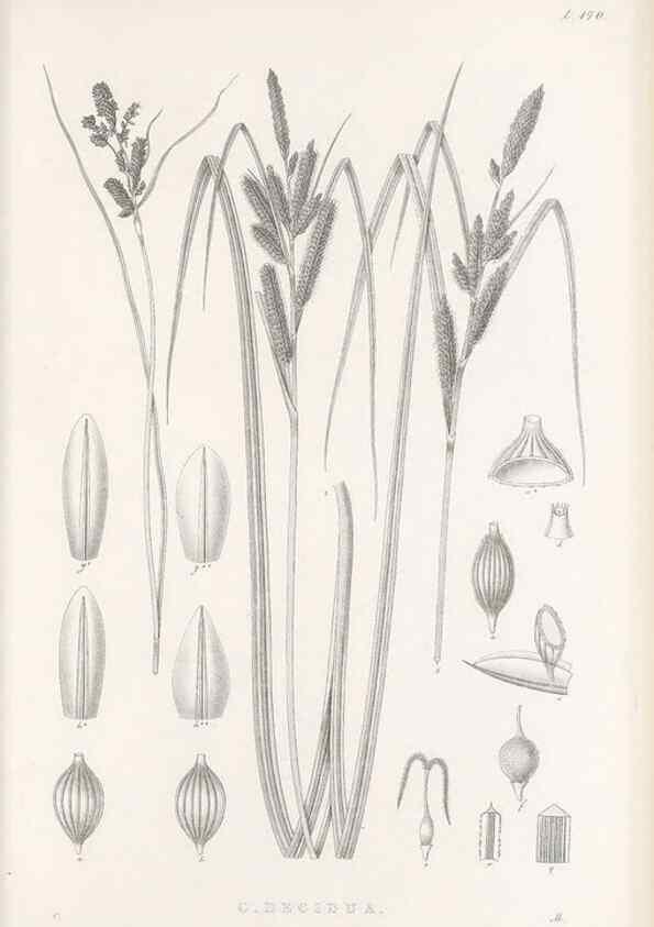 Reproducción/Reproduction 48682925106: Illustrations of the genus Carex. London :William Pamplin,1858-1867.. 