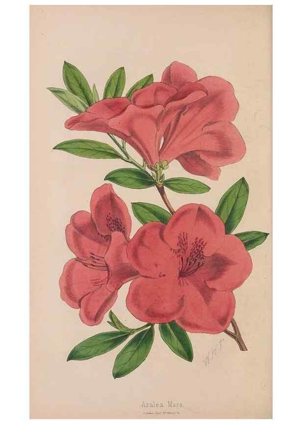Reproducción/Reproduction 48642284613: The florist and pomologist.. London :""Journal of Horticulture"" Office,1863-1879.. 