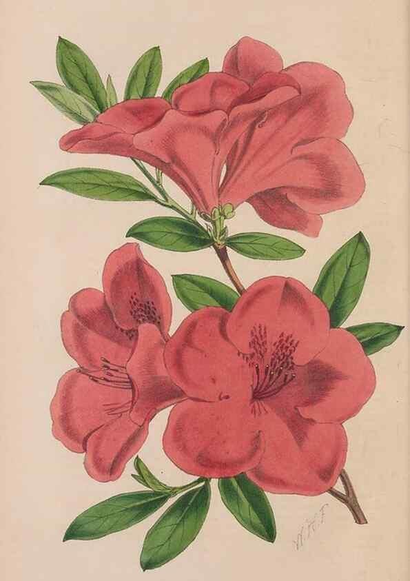 Reproducción/Reproduction 48642284613: The florist and pomologist.. London :""Journal of Horticulture"" Office,1863-1879.. 