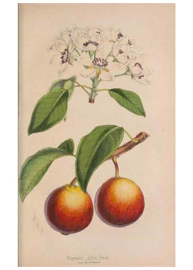 Reproducción/Reproduction 48642781237: The florist and pomologist.. London :""Journal of Horticulture"" Office,1863-1879.. 