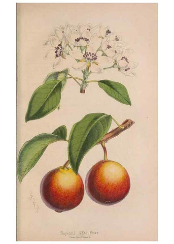 Reproducción/Reproduction 48642781237: The florist and pomologist.. London :""Journal of Horticulture"" Office,1863-1879.. 