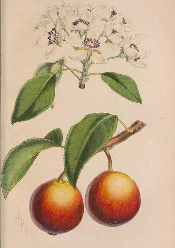 Reproducción/Reproduction 48642781237: The florist and pomologist.. London :""Journal of Horticulture"" Office,1863-1879.. 