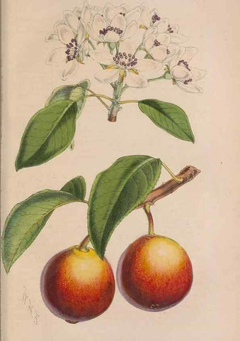 Reproducción/Reproduction 48642781237: The florist and pomologist.. London :""Journal of Horticulture"" Office,1863-1879.. 