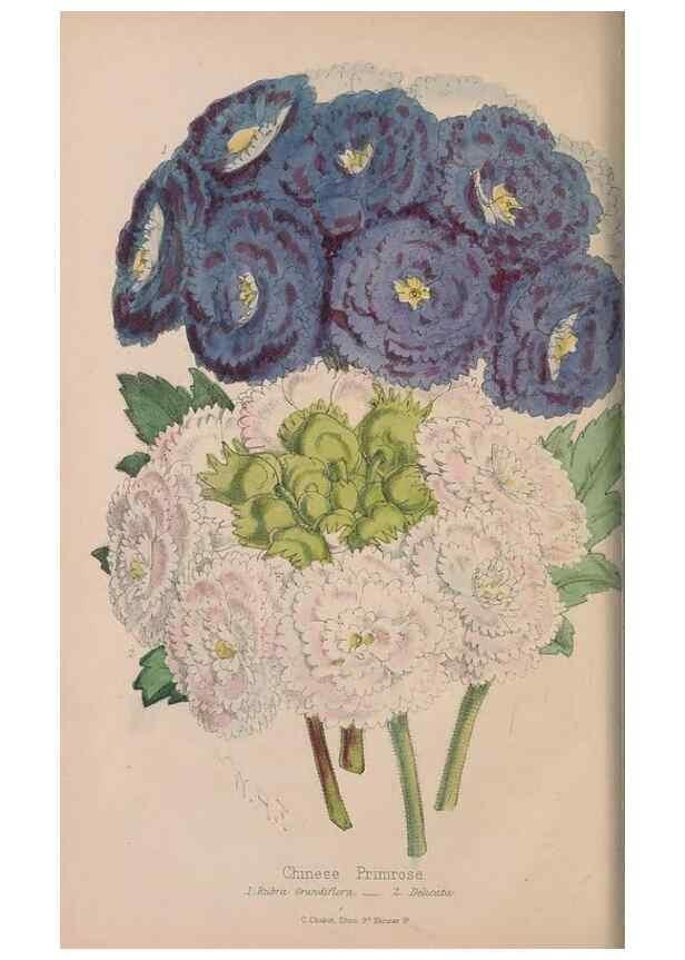 Reproducción/Reproduction 48642781592: The florist and pomologist.. London :""Journal of Horticulture"" Office,1863-1879.. 